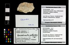 Foto (Objekt + Etikett) von Pithonoton sp.  (NHMW-GEO-2014-0194-0969)